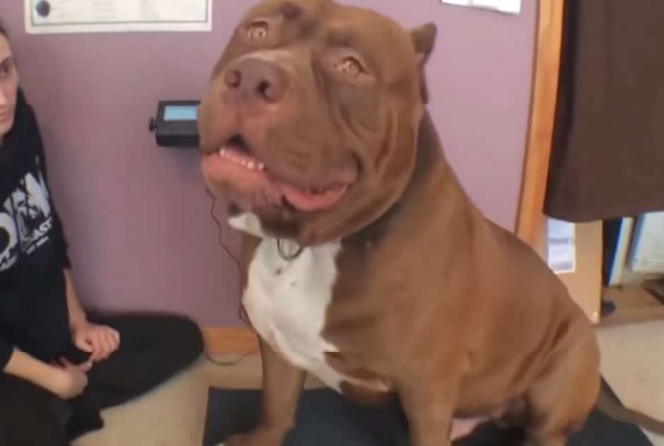  Conheça Hulk, o maior pitbull do mundo