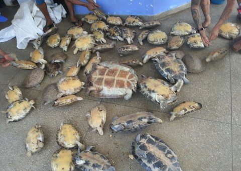  Policiais Civis de Juruá prendem homem por caça ilegal de quelônios