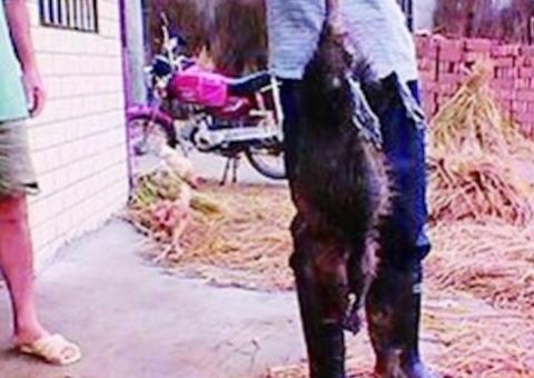 "Rato monstro" aterrorizava província na China; confira vídeo