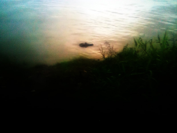 Em Nova Olinda do Norte, Jacaré de 2,5 m é capturado no meio da rua