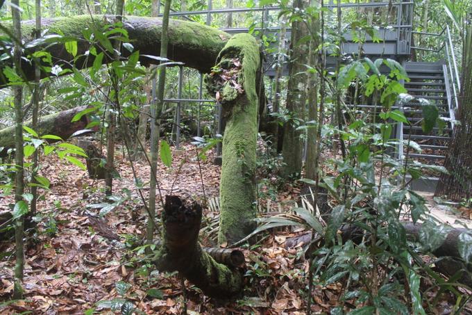 Angelim-pedra não tem idade determinada e está sendo pesquisado - Foto: Divulgação/Musa