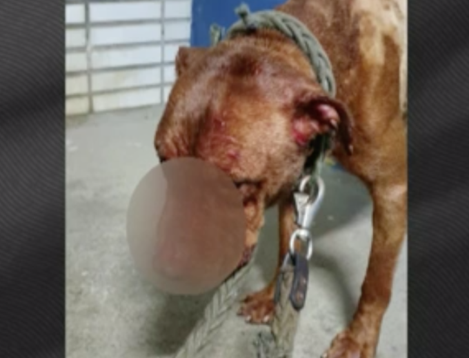 Foto: Reprodução/ GloboNews