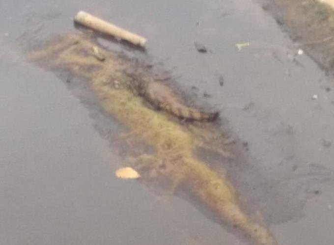 Foto: Portal do Holanda