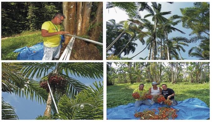 Ferramenta, haste de 18 m, vai servir para colheita de frutos tipo pupunha e tucumã