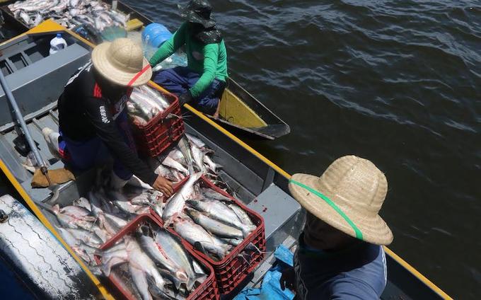 Pesca artesanal e a piscicultura são atividades econômicas de grande potencial