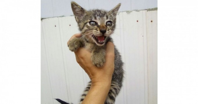 Foto: Divulgação/Bombeiros