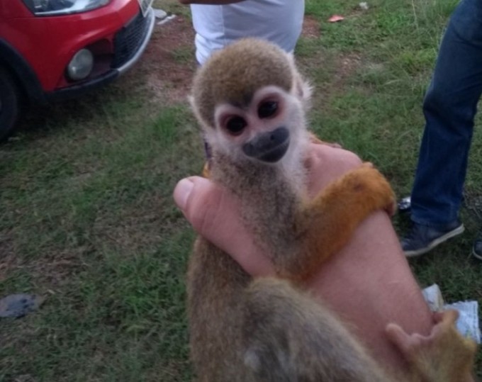 Foto: Divulgação Ibama