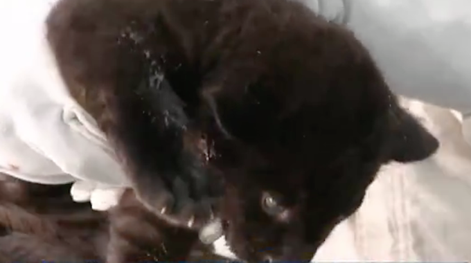 Filhotes são um negro e outro pintado e devem ficar isolados por três meses