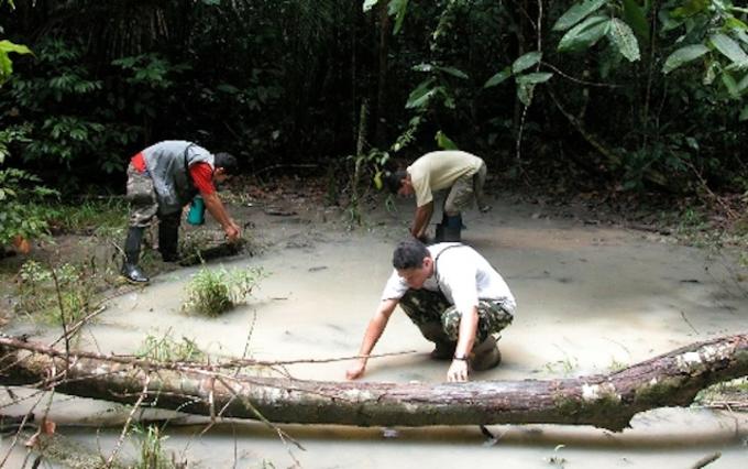 Pesquisador Domingos Rodrigues, centro, coletando girinos em poça isolada - Foto: Divulgação/Ufam
