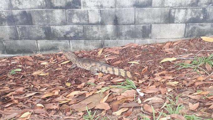 Foto: Peter Parker / Portal do Holanda