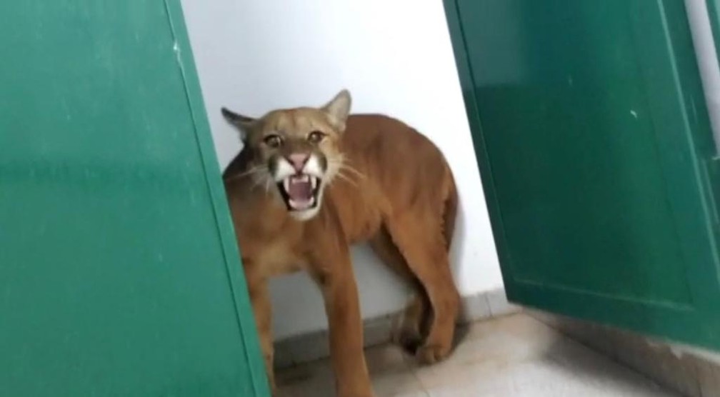 Foto: Corpo de Bombeiros/Divulga&ccedil;&atilde;o