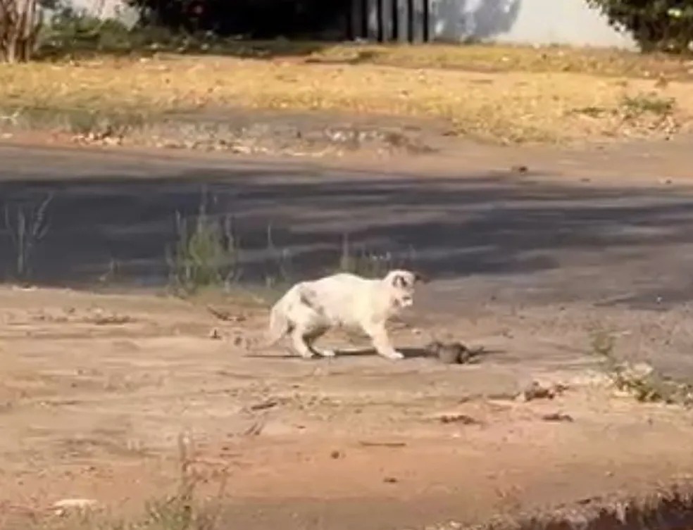 Gato e rato flagrados em rua da capital &mdash; Foto: Divulga&ccedil;&atilde;o