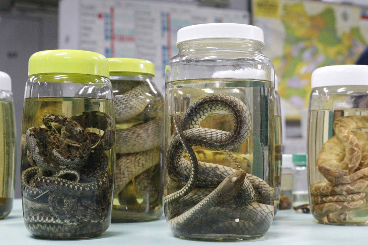 1_a_serpente.jpeg