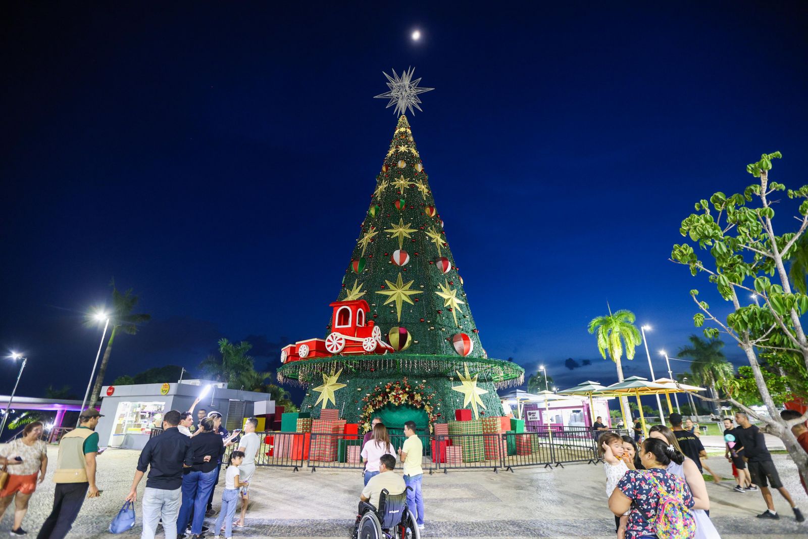 &Aacute;rvore gigante - Foto: DIvulga&ccedil;&atilde;o