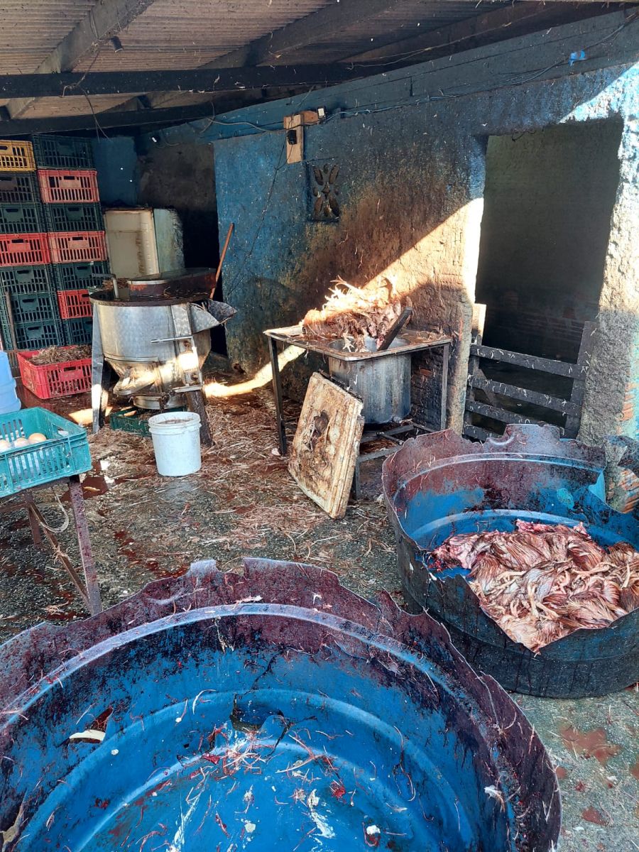 Foto: Divulga&ccedil;&atilde;o/Adaf