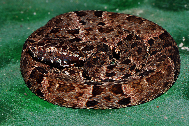 Jarara-do-norte - Foto: Divulga&ccedil;&atilde;o - Vanessa Gama / MUSA