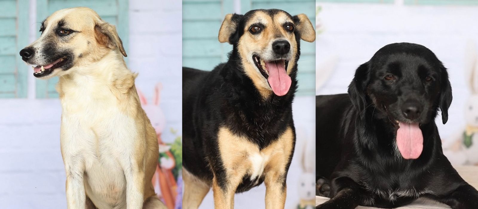 Foto: Divulga&ccedil;&atilde;o