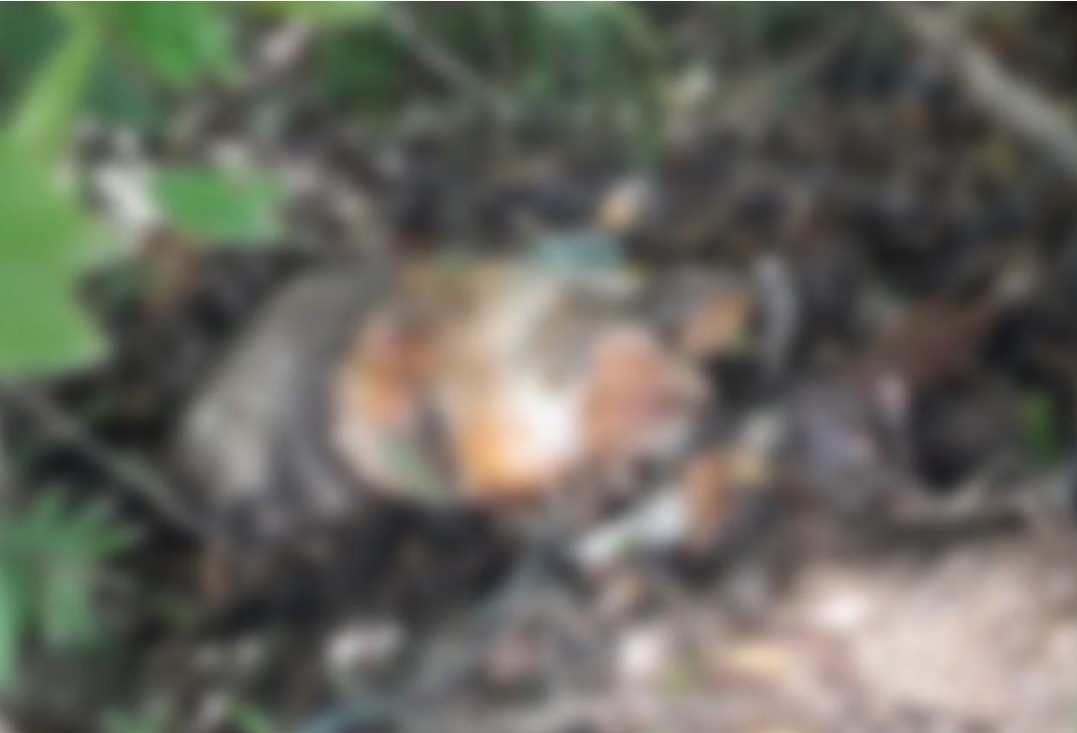 Foto: Divulga&ccedil;&atilde;o