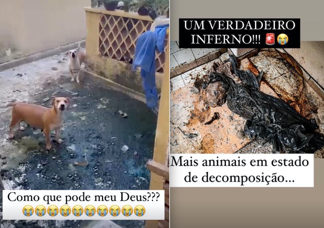 C&atilde;es s&atilde;o resgatados em situa&ccedil;&atilde;o de maus-tratos no Centro - Imagens: Reprodu&ccedil;&atilde;o/Joana D'Arc