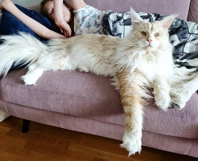 Foto: Divulga&ccedil;&atilde;o / Tk Tok