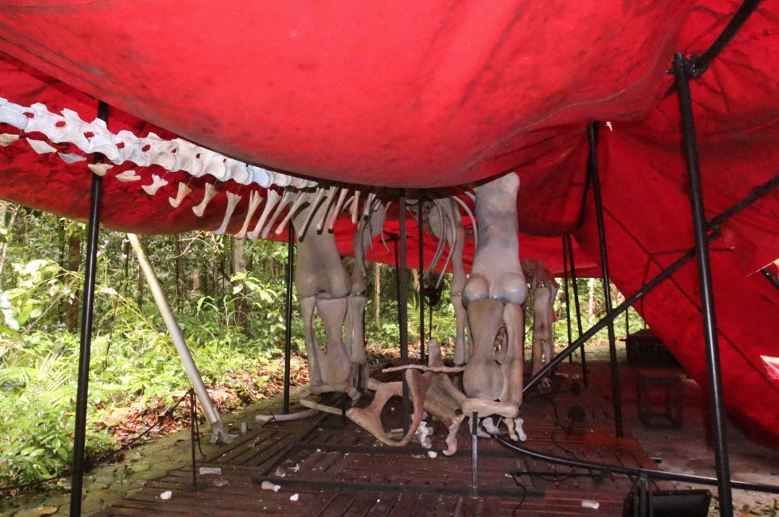 Foto: Valter Calheiros