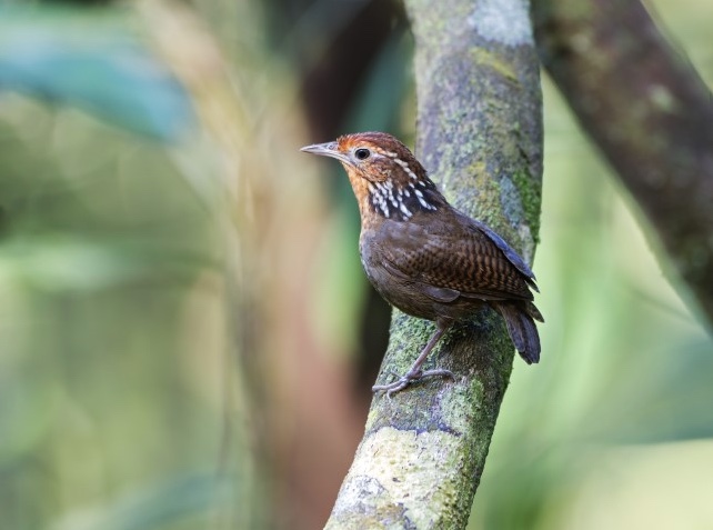 Foto: Anselmo D'Affonseca/Divulga&ccedil;&atilde;o