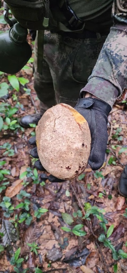 Fruta consumida foi encontrada dentro da floresta na Amaz&ocirc;nia Colombiana &mdash; Foto: Reprodu&ccedil;&atilde;o/For&ccedil;as Militares da Col&ocirc;mbia