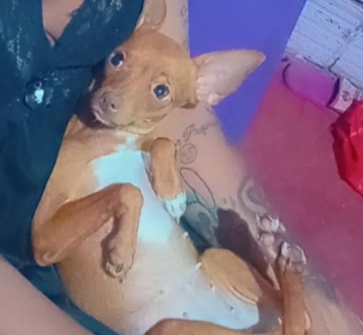 Cadela fugiu de casa com medo - Foto: Divulga&ccedil;&atilde;o