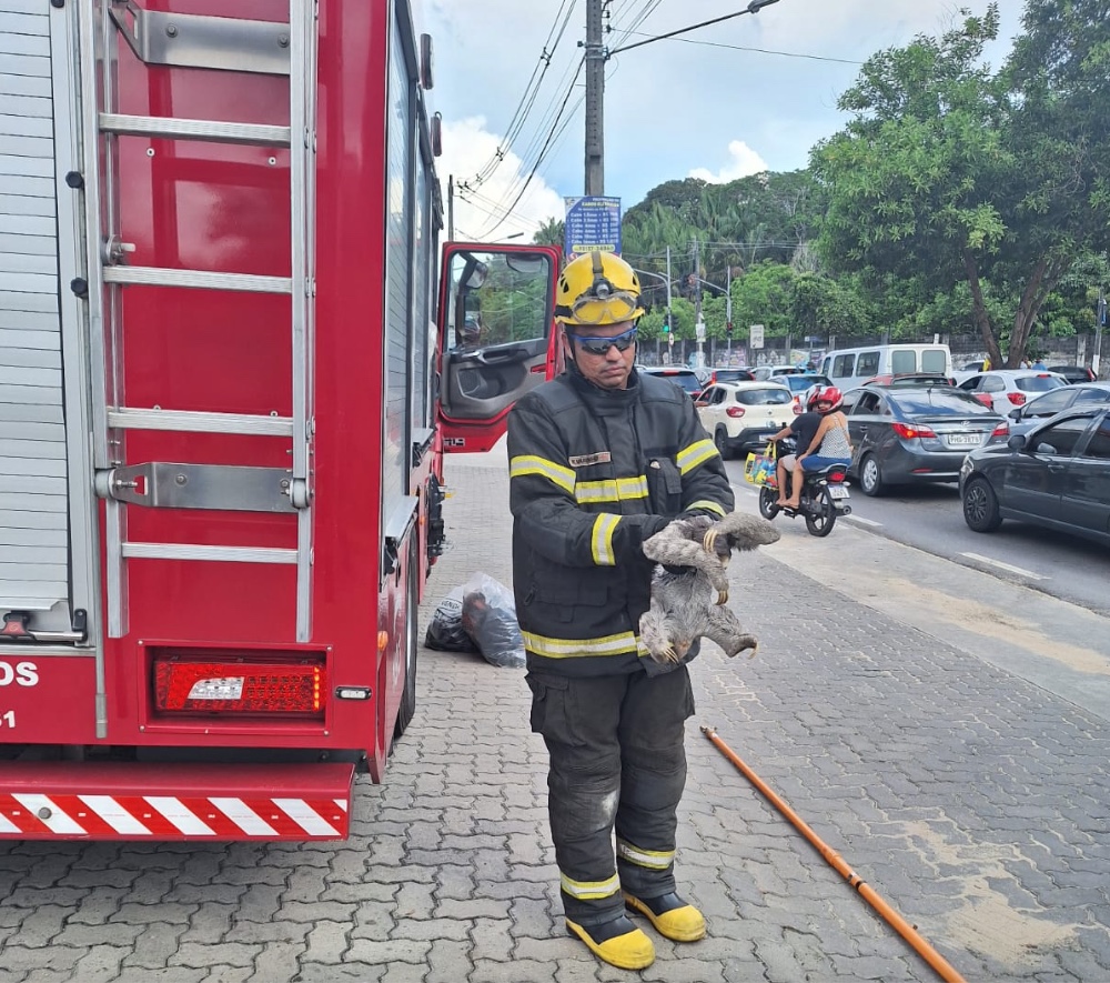 Foto: Divulga&ccedil;&atilde;o CBMAM