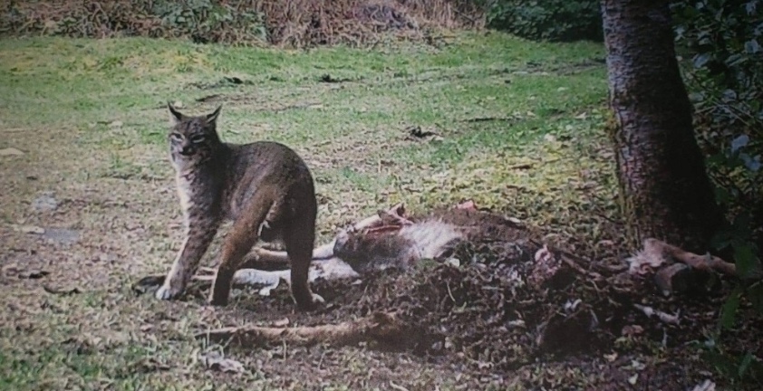 Um lince tamb&eacute;m foi flagrado se alimentando da carca&ccedil;a do veado - Kennedy News & Media/Reprodu&ccedil;&atilde;o