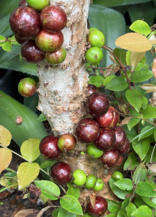 Foto: Divulga&ccedil;&atilde;o