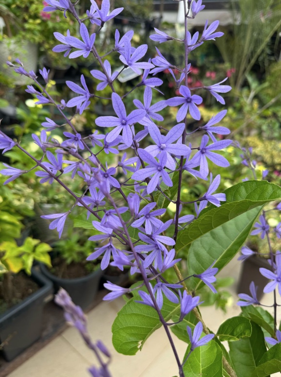 Foto: Divulga&ccedil;&atilde;o