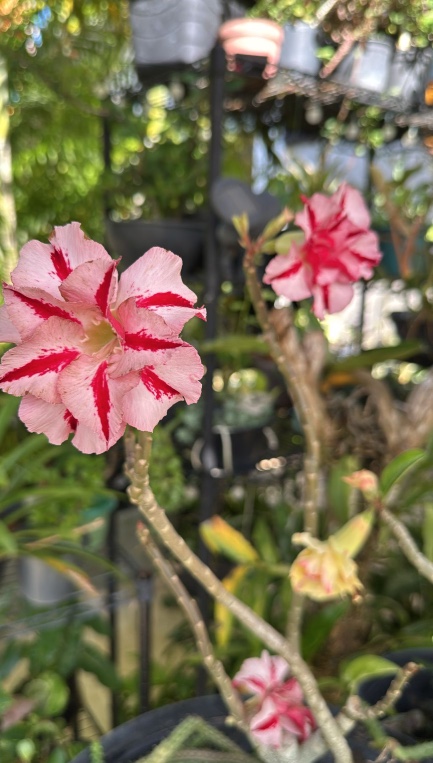 Foto: Divulga&ccedil;&atilde;o