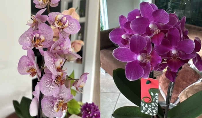 Foto: Divulga&ccedil;&atilde;o