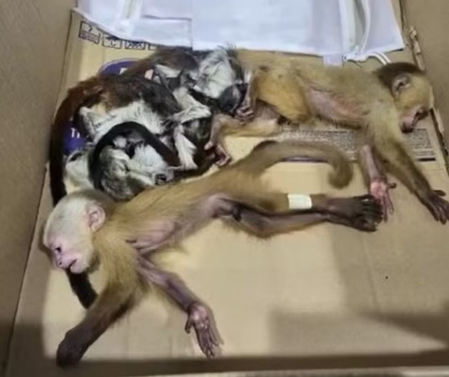 Foto: Divulga&ccedil;&atilde;o 