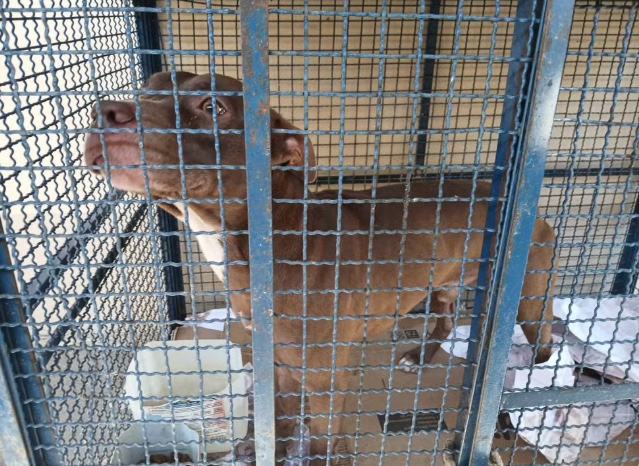 Pitbull que atacou seis crian&ccedil;as em escola municipal de Santa Cruz &mdash; Foto: Reprodu&ccedil;&atilde;o: Secretaria Municipal de Prote&ccedil;&atilde;o e Defesa dos Animais