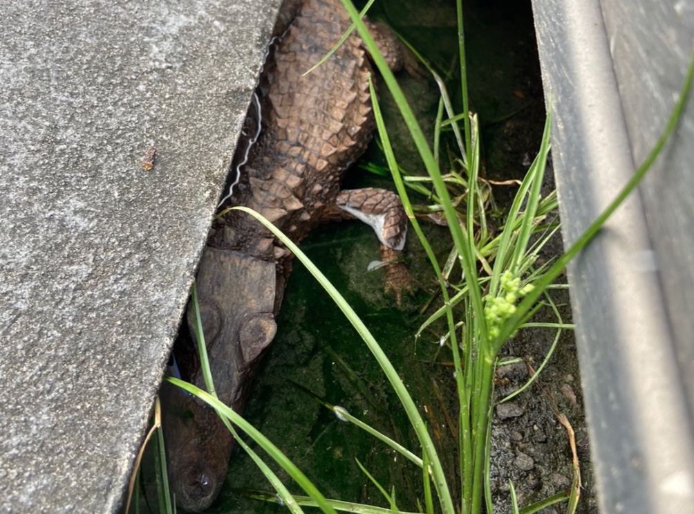 Foto: Portal do Holanda 