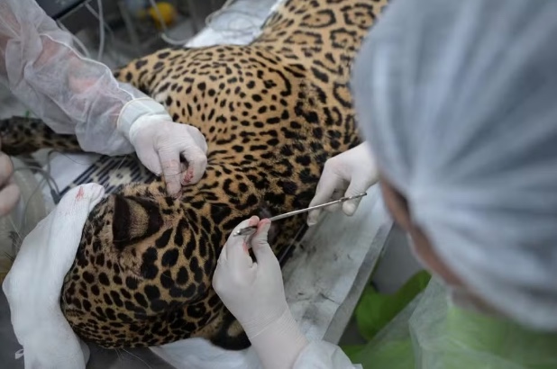 On&ccedil;a resgatada no Rio Negro passou por cirurgia nesta quinta-feira (2). &mdash; Foto: Divulga&ccedil;&atilde;o