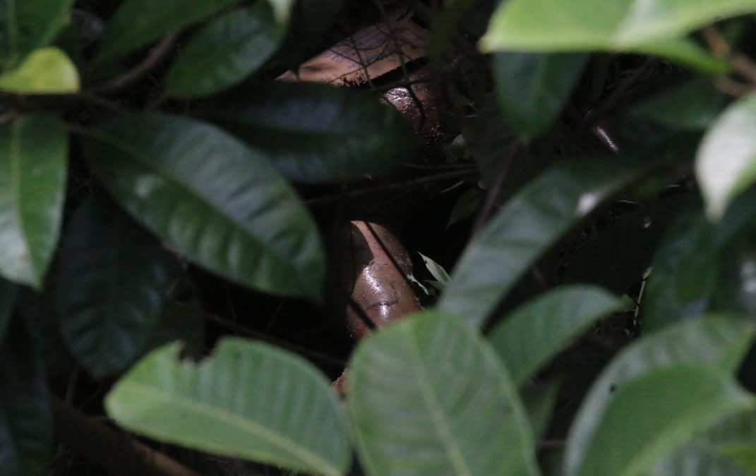 Foto: Jander Robson/Portal do Holanda