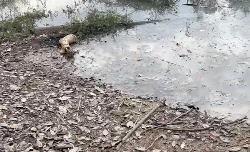 Foto: Jander Robson / Portal do Holanda