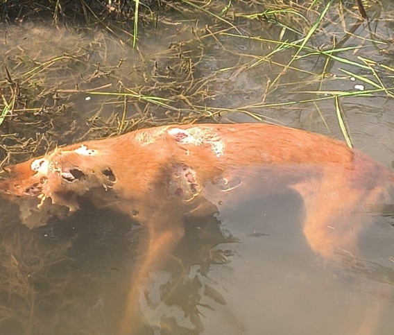 Dois cachorros foram mortos - Foto: Divulga&ccedil;&atilde;o 