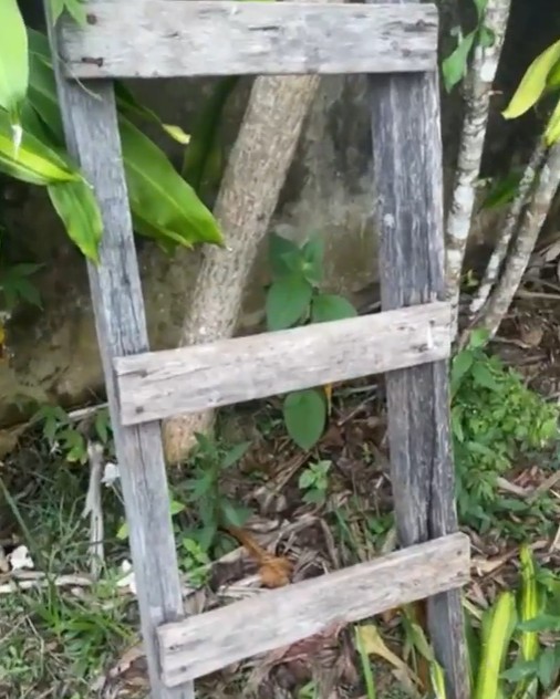 Foto: Neto Silva/Portal do Holanda