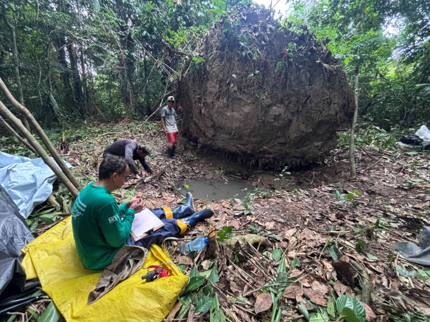 Arvore tombada / Foto: Ge&oacute;rgea Holanda