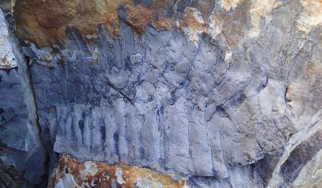 Divulga&ccedil;&atilde;o / Neil Davies