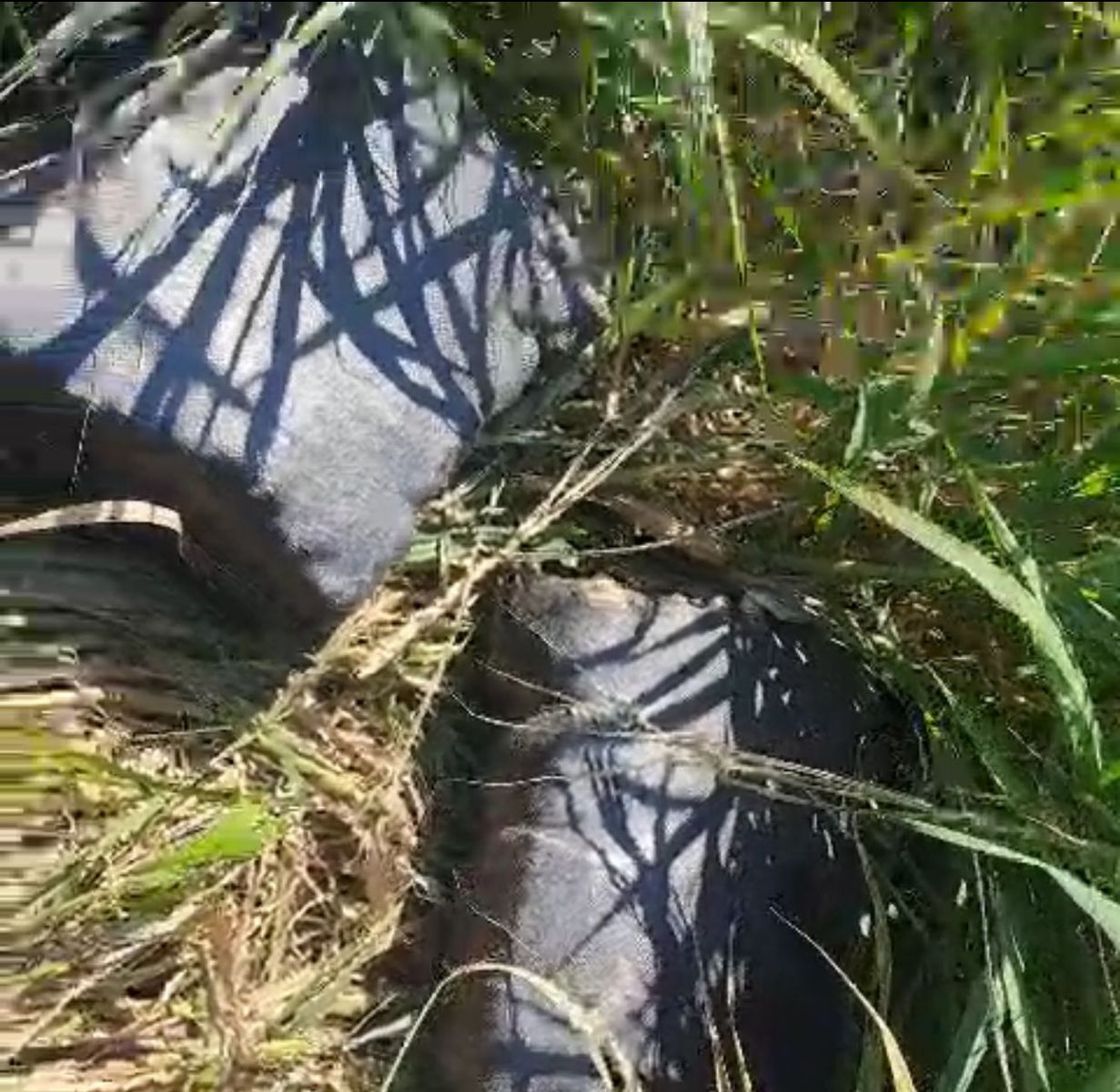 Fotos: Divulga&ccedil;&atilde;o/PM-AM