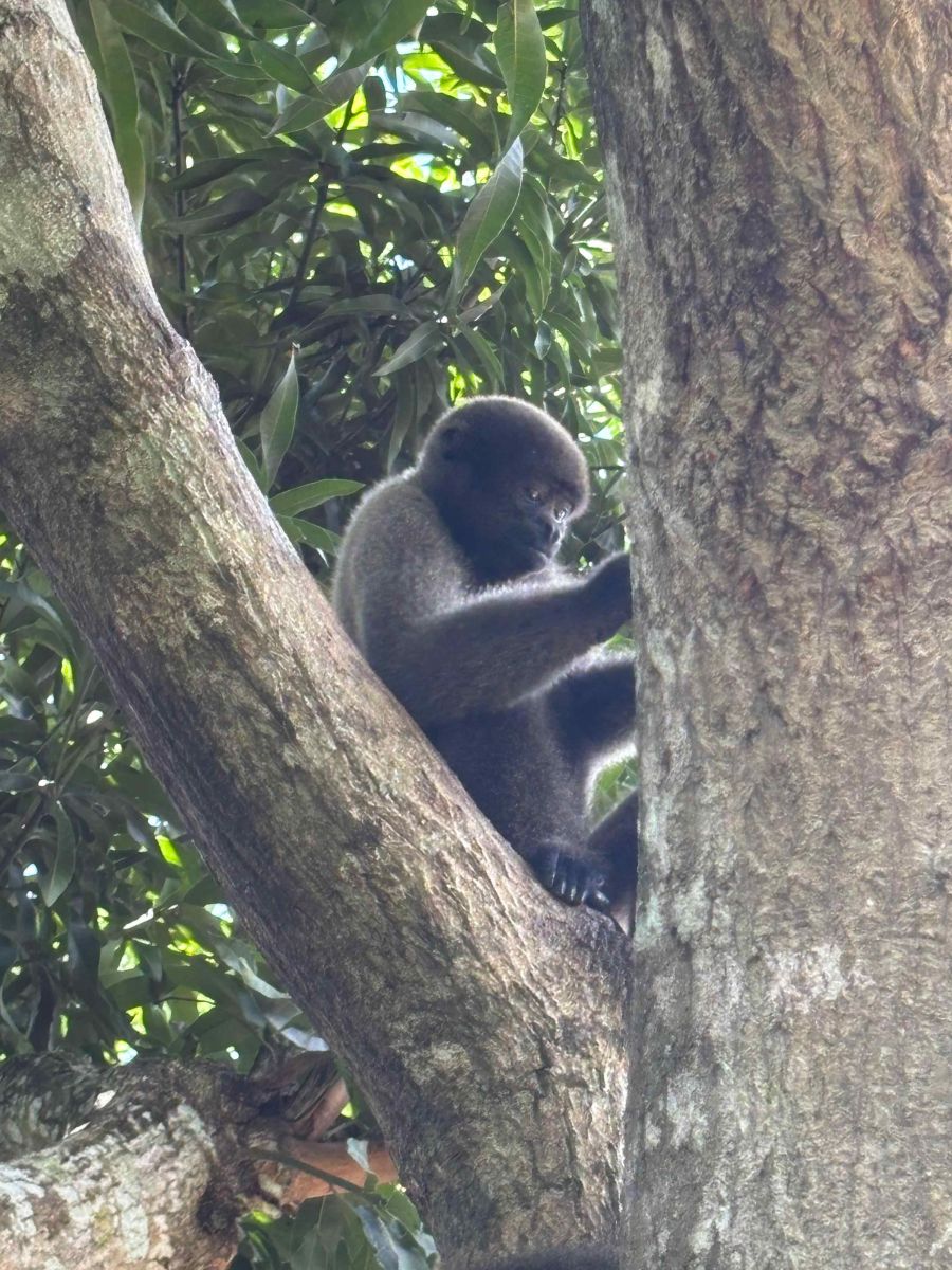 Foto: Divulga&ccedil;&atilde;o/PC-AM