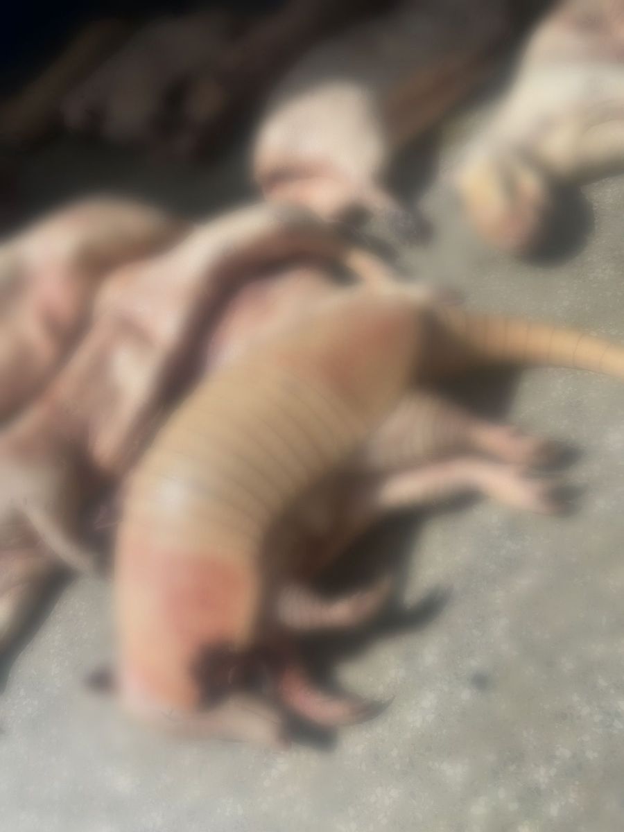  Foto: Divulga&ccedil;&atilde;o/PC-AM