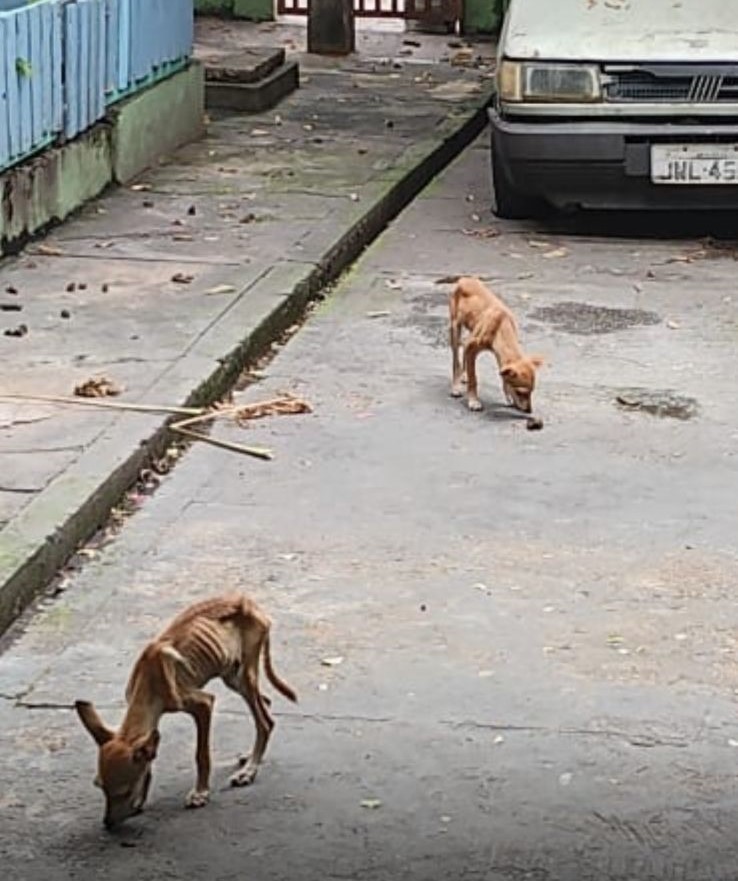 Foto: Divulga&ccedil;&atilde;o / Dema