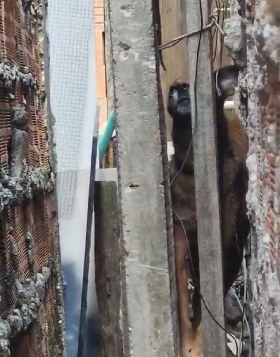 Foto: Divulga&ccedil;&atilde;o/PC-AM