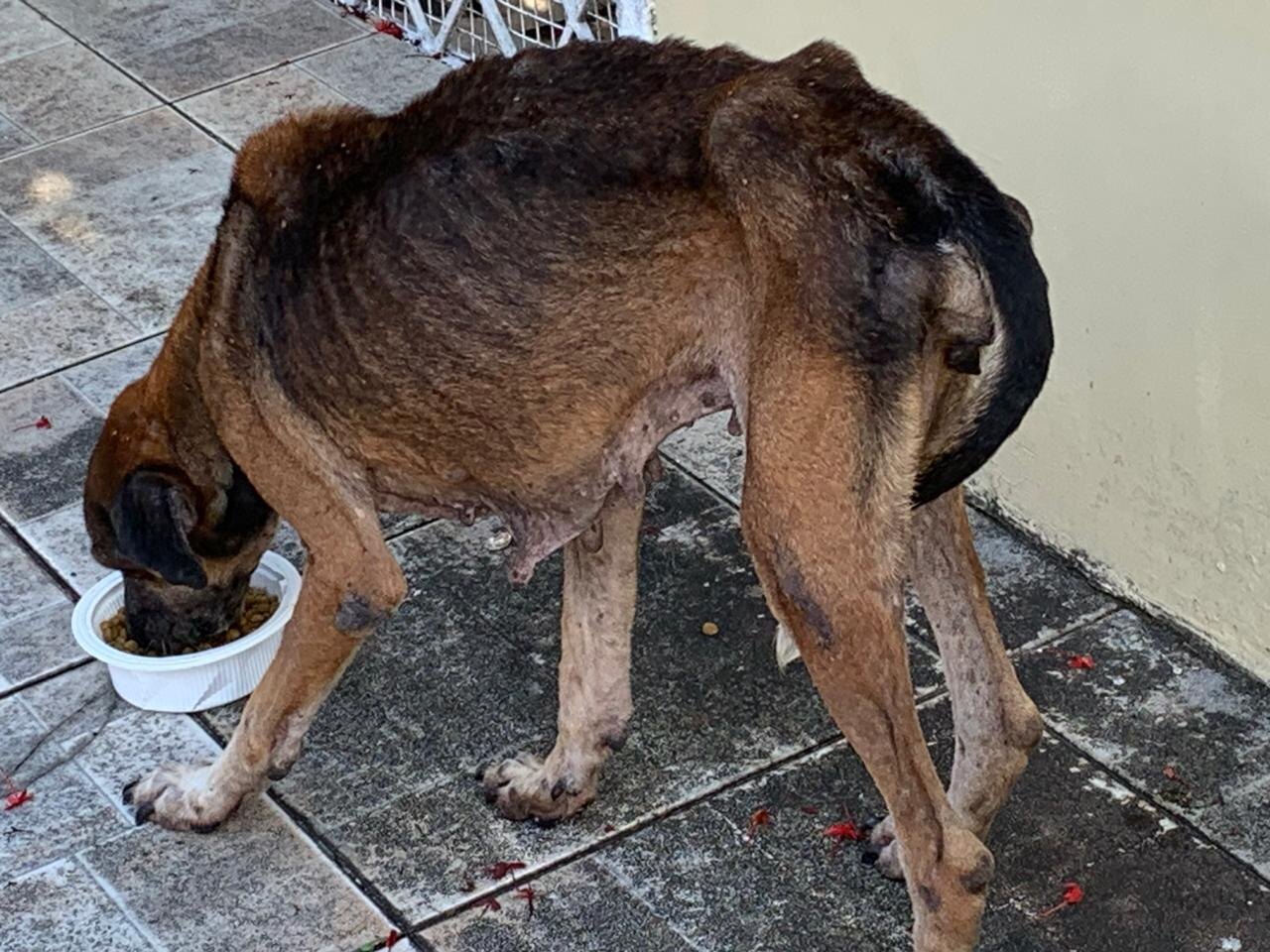 Foto: Divulga&ccedil;&atilde;o/PC-AM